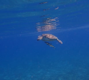 Schnorcheln Abu Dabab