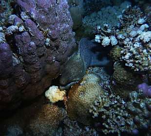 Muräne beim Nachttauchgang