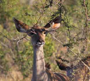 Krüger Nationalpark
