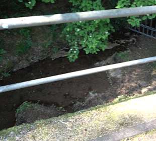 Rundwanderung Klingenbachtal - Sulzbachsee