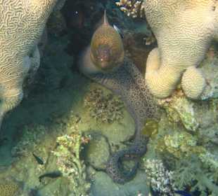 Muräne an der Putzerstation