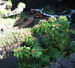 Restaurant im Jameo Grande mit Weihnachtstern