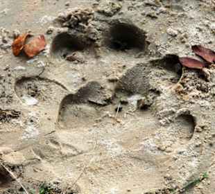 Hippo Spur