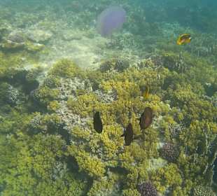 Korallenriff vor der Tür