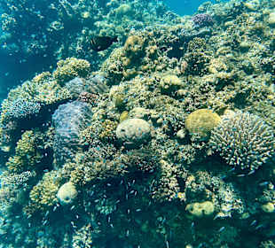 Schnorcheln Marsa Alam