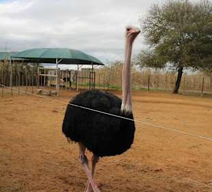 Straußenfarm