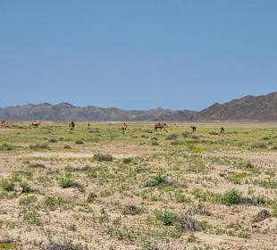 Wadi el Gemal National Park