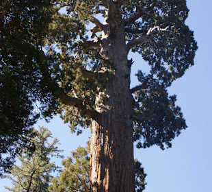 Mammutbaum General Sherman