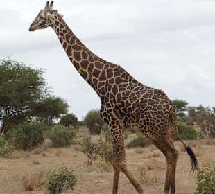 Giraffe