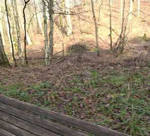 Gomaringer Rundweg - Zu den Giganten im Wald