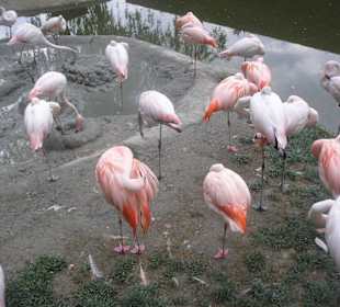 Flamingos