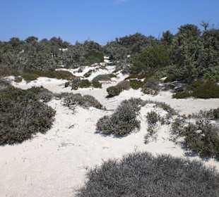 Auf der Insel Chrissi zwischen den Dünen