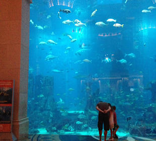 Aquarium 