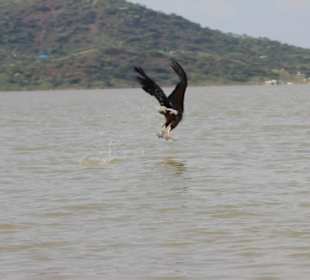 Weißkopfseeadler