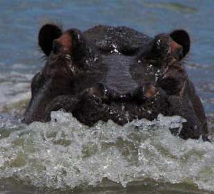 Hippoangriff am Lake Naivasha