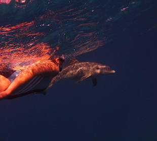 Wild, frei und wunderschon die Delfine in Hurghada