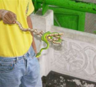 Jamesons Mamba - Drendroarspis jamesoni