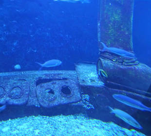 Im Aquarium de La Réunion