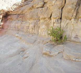 Es wächst sogar was im Canyon