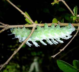 Schmetterlingspark Elne