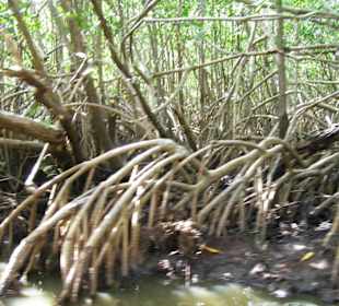 Mangrovenbäume