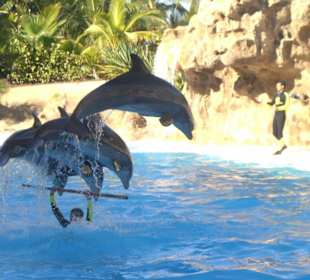 Delfine im Loro Park