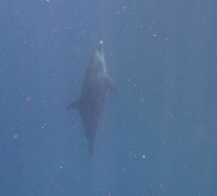 Delphin in der Bucht