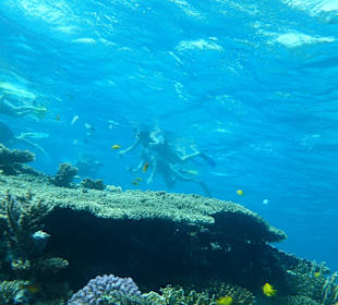 Schnorcheln am Riff