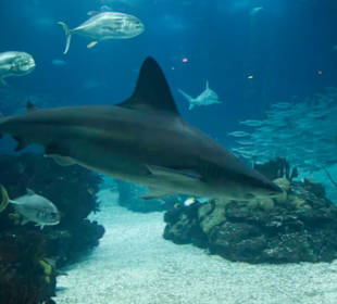 Oceanário de Lisboa