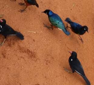 Sarova Salt Lick Game Lodge