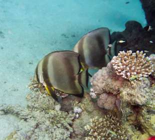 Fledermausfische am Hausriff