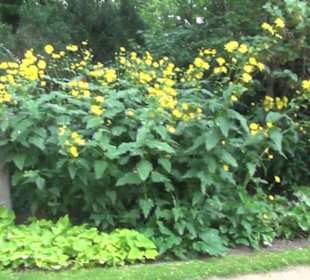 Ehemaliges Palmenhaus