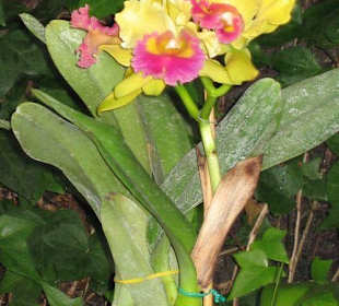 Die hätte ich gerne Zuhause!