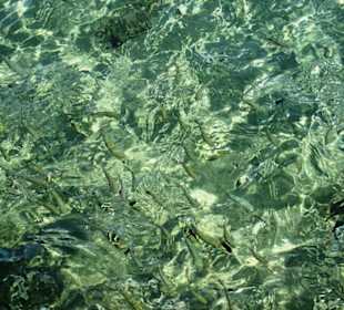 Fütterung der Fische