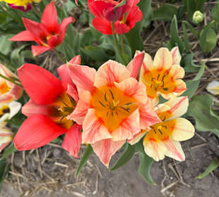 Floratuin Julianadorp