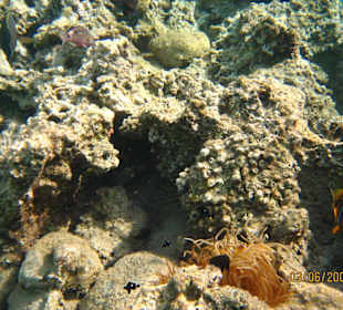 Unterwasserbild des kleinen Riffs beim Hotel Lido ex Iberote