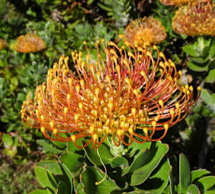Eindrücke vom Rundgang durch Blandy´s Garden