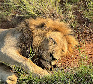 Safari Tour Timbavati