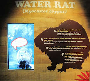 Waterrat