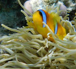 Nemo am Sheraton Reef