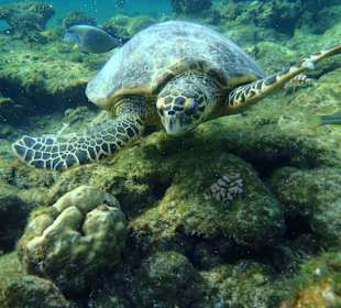 Schildkröte am Hausriff