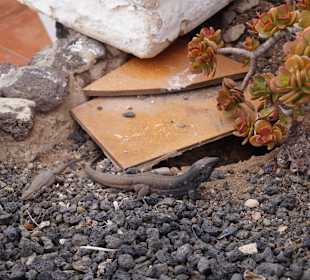 Urtiere auf der Insel