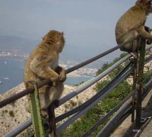Die Affen von Gibraltar