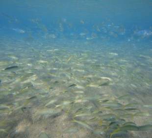 Schnorchelspaß direkt am Hotel