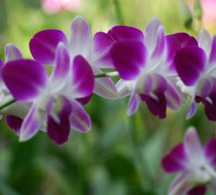 Farma orchidei