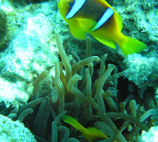 Direkt am Hausriff beim Schnorcheln aufgenommen