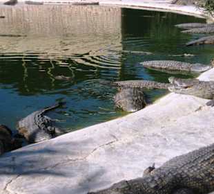 Nur einige von ca. 400 Krokodile