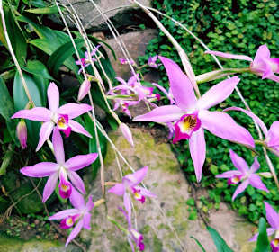 Laelia anceps