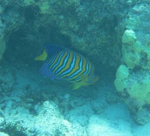 Schnorcheln auf den Similan Islands