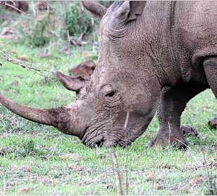 Spitzmaulnashorn